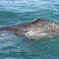 Whale Shatters World Record With Marathon Swim