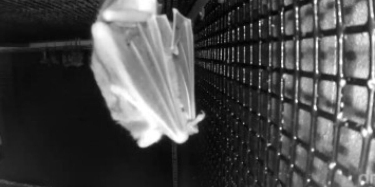 LIVE CAM: Sneak Peek At Vampire Bats Grooming And Nuzzling Each Other ...