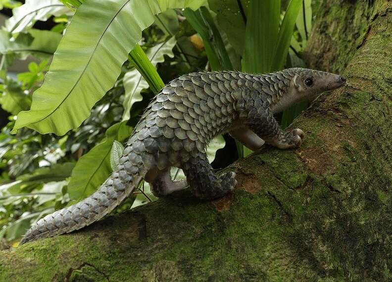 pangolin baby