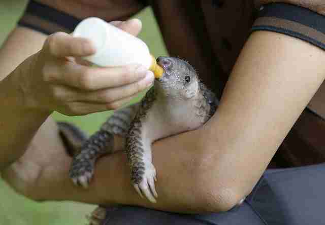 Baby Pangolin Who Lost His Mom Is The Cutest Little Fighter - The Dodo