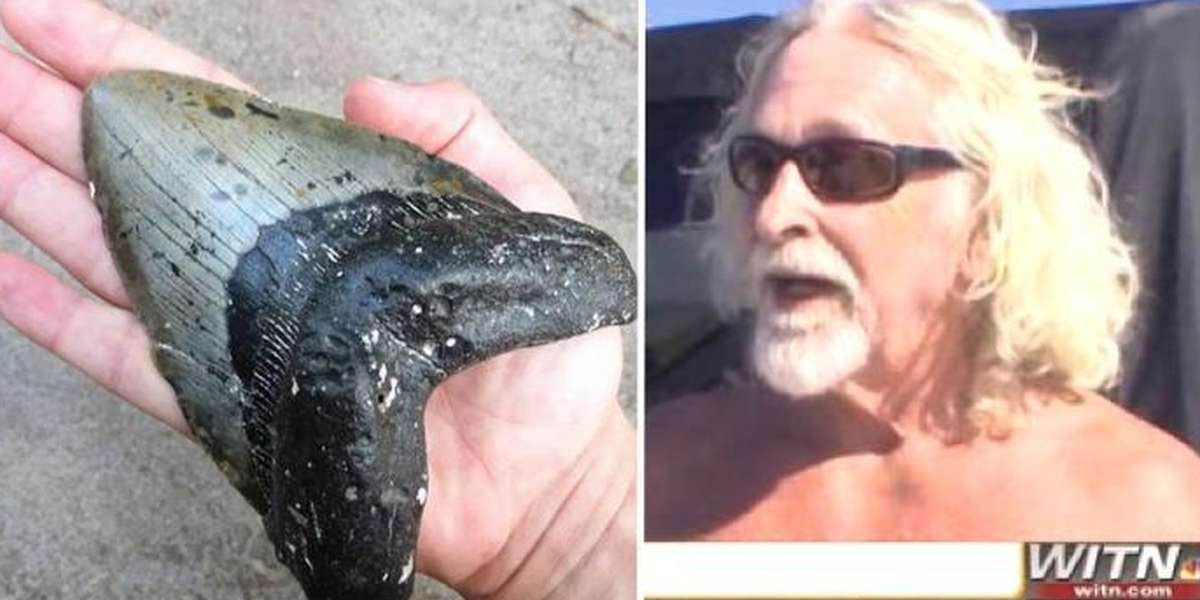 Surfer Dude Finds Tooth Of Largest Shark Ever To Live - The Dodo