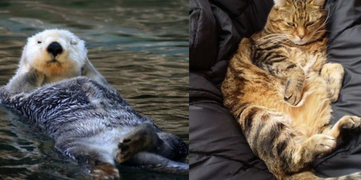 Otters Are The Cats Of The Sea, And Other Doppelgängers Of the Animal