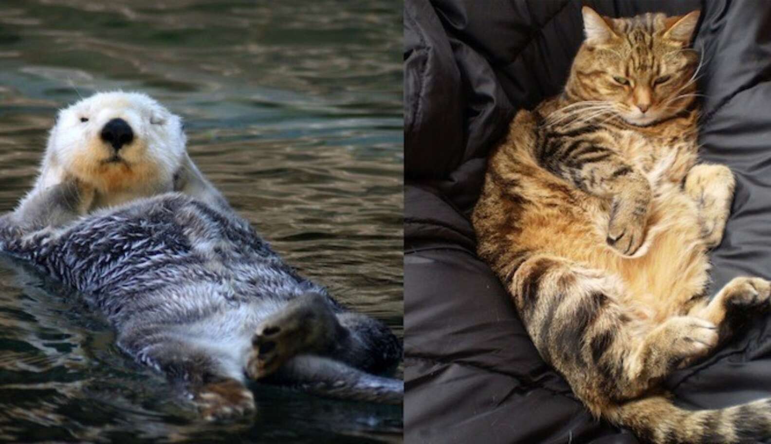 jelly cat sea otter