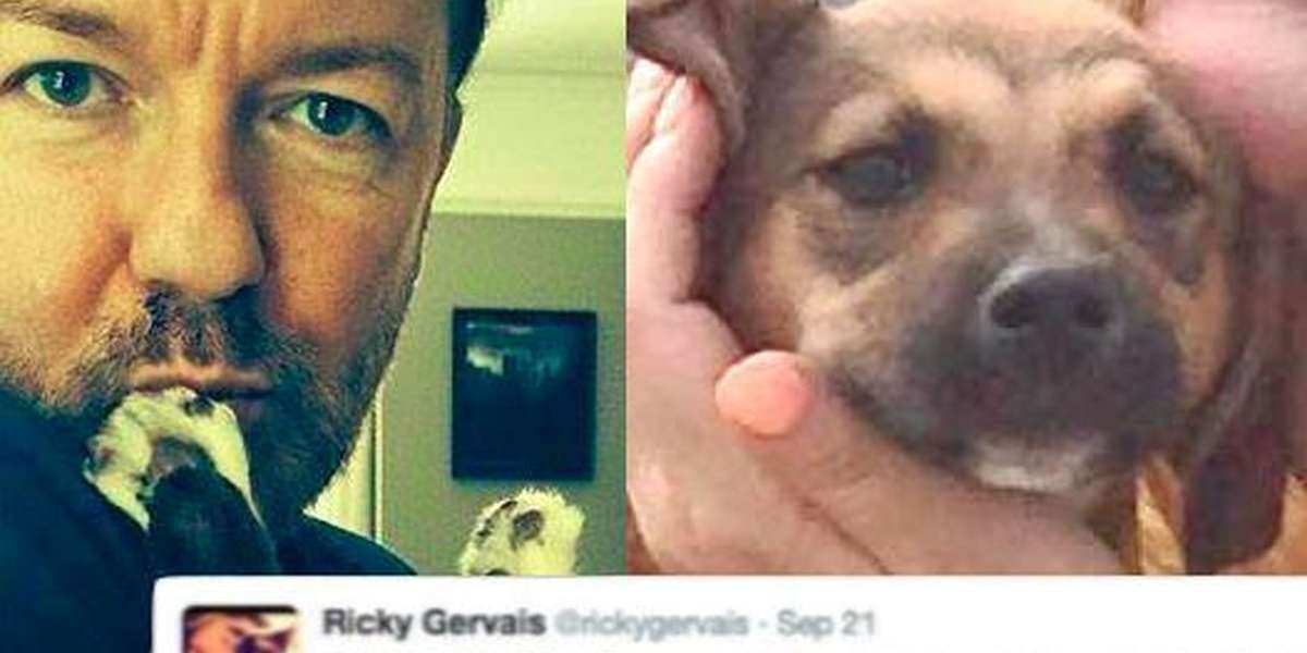 Little Dog Feels Love In Final Days, Thanks To Ricky Gervais - The Dodo