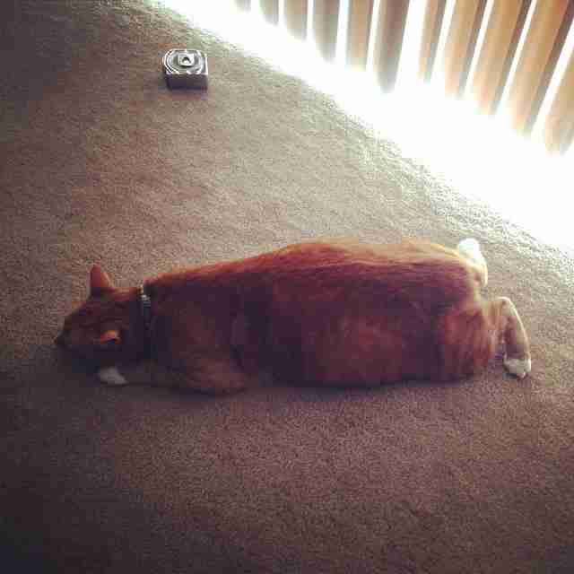 17 Cat Sploots That Are The Perfect Degree Of Squishiness - The Dodo