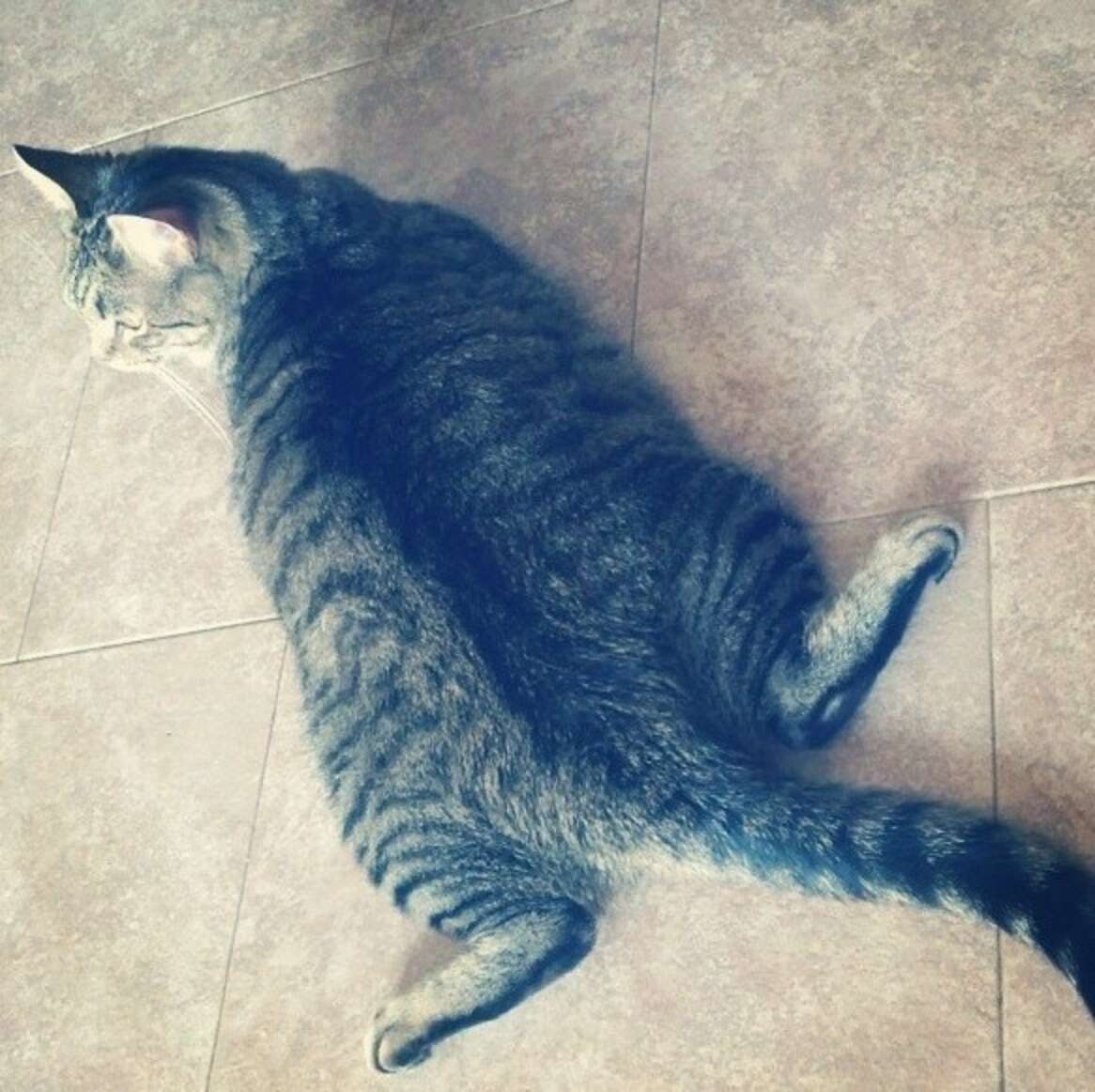 17 Cat Sploots That Are The Perfect Degree Of Squishiness - The Dodo