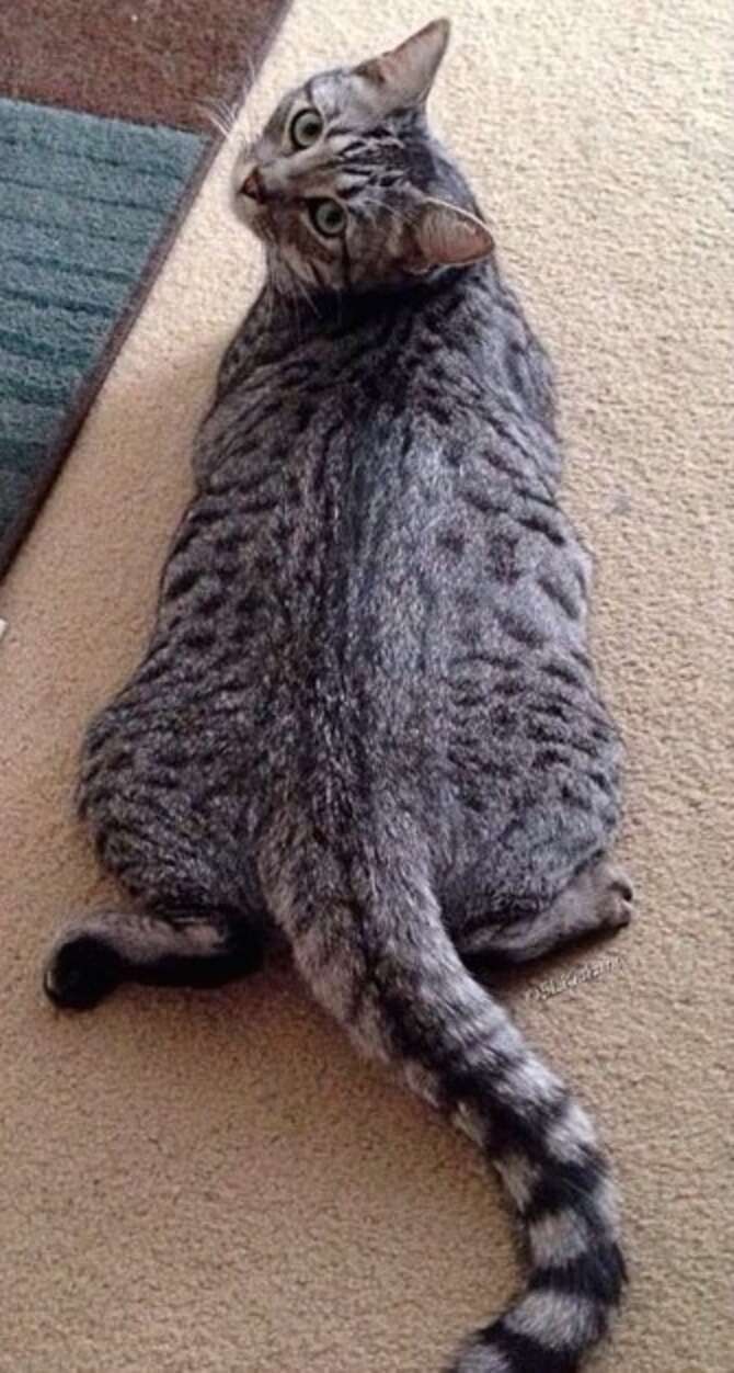 17 Cat Sploots That Are The Perfect Degree Of Squishiness - The Dodo