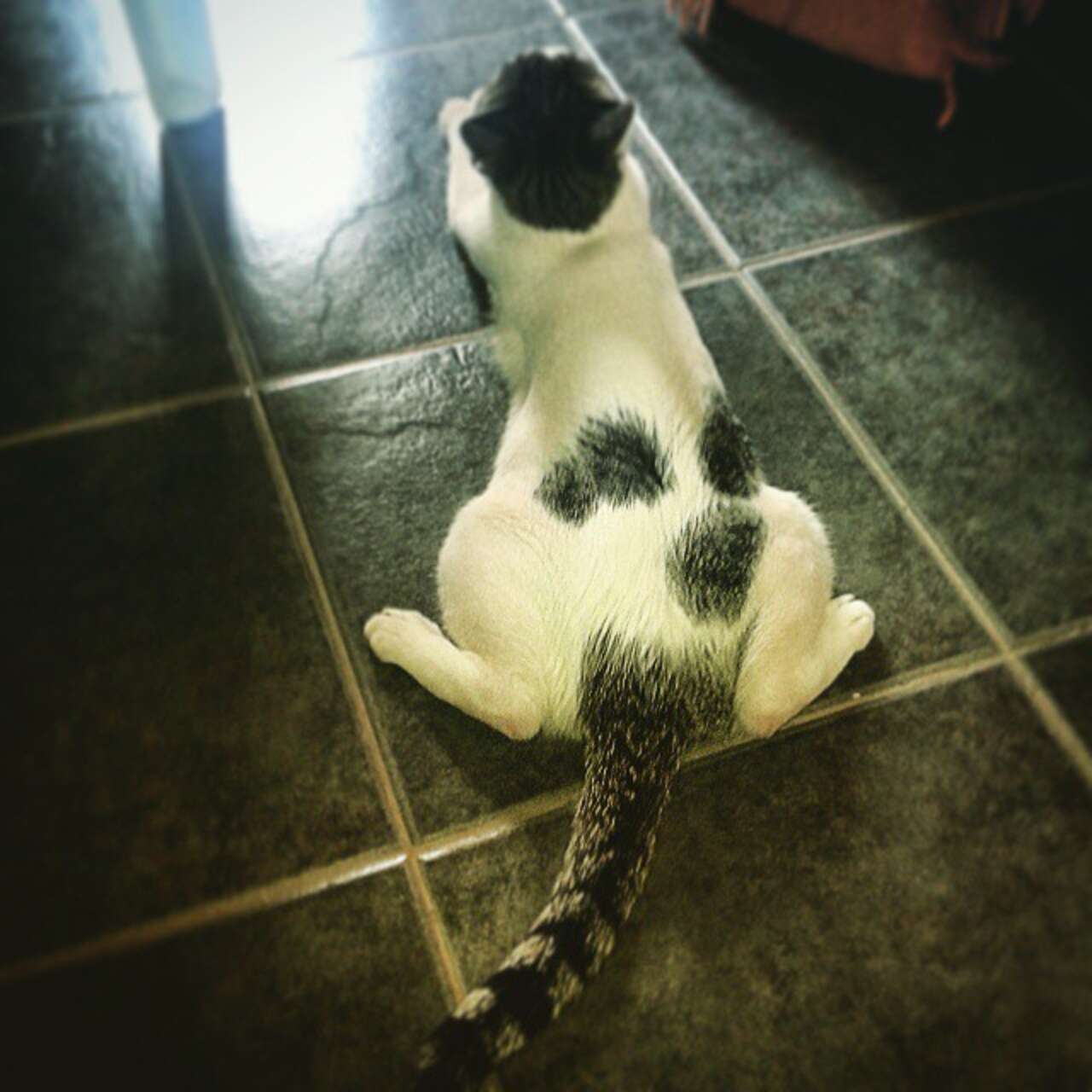 17 Cat Sploots That Are The Perfect Degree Of Squishiness - The Dodo