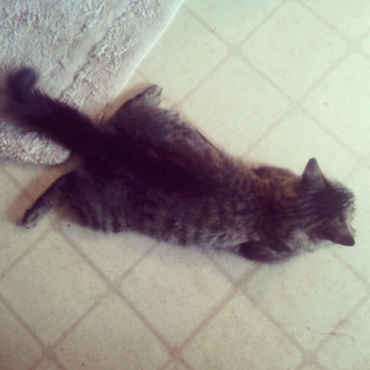 17 Cat Sploots That Are The Perfect Degree Of Squishiness - The Dodo