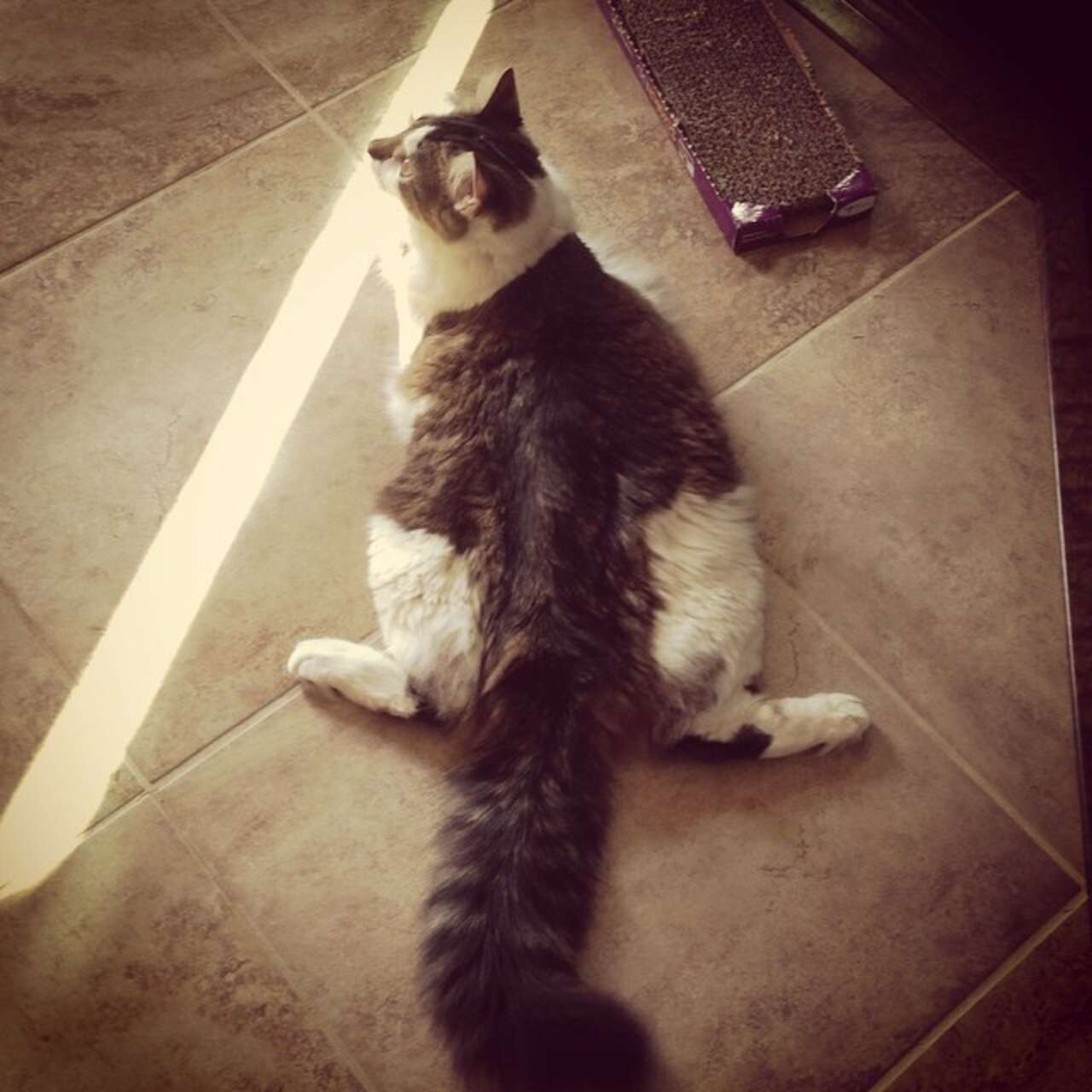 17 Cat Sploots That Are The Perfect Degree Of Squishiness - The Dodo