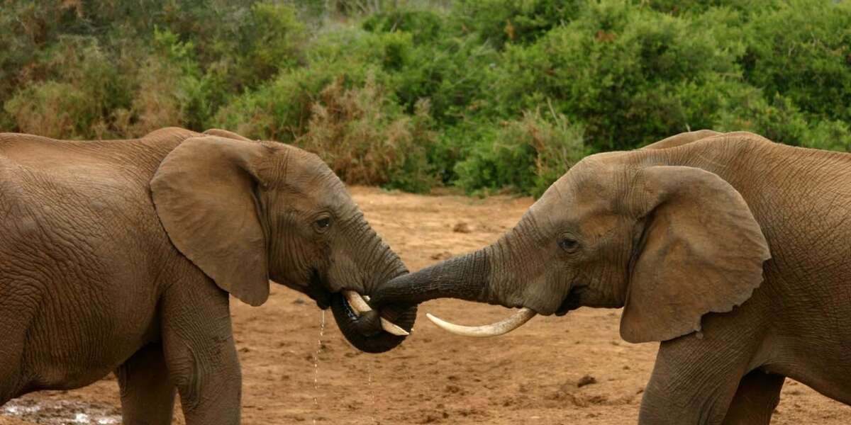 Heroic Elephants Sniff Out Land Mines And Cancer In Humans - The Dodo