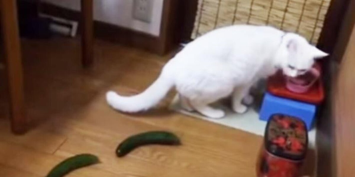 Cucumber on sale cat prank