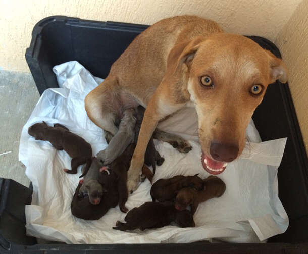 how do i know if my puppies are getting enough milk from their mother