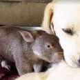 Wombat Helps Dog Scratch An Itch, Gets Rewarded With Kisses