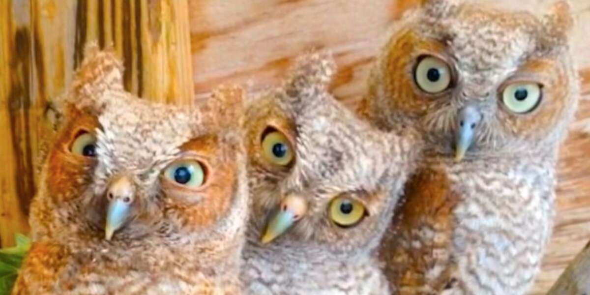 These Owls Are Definitely Judging You - The Dodo