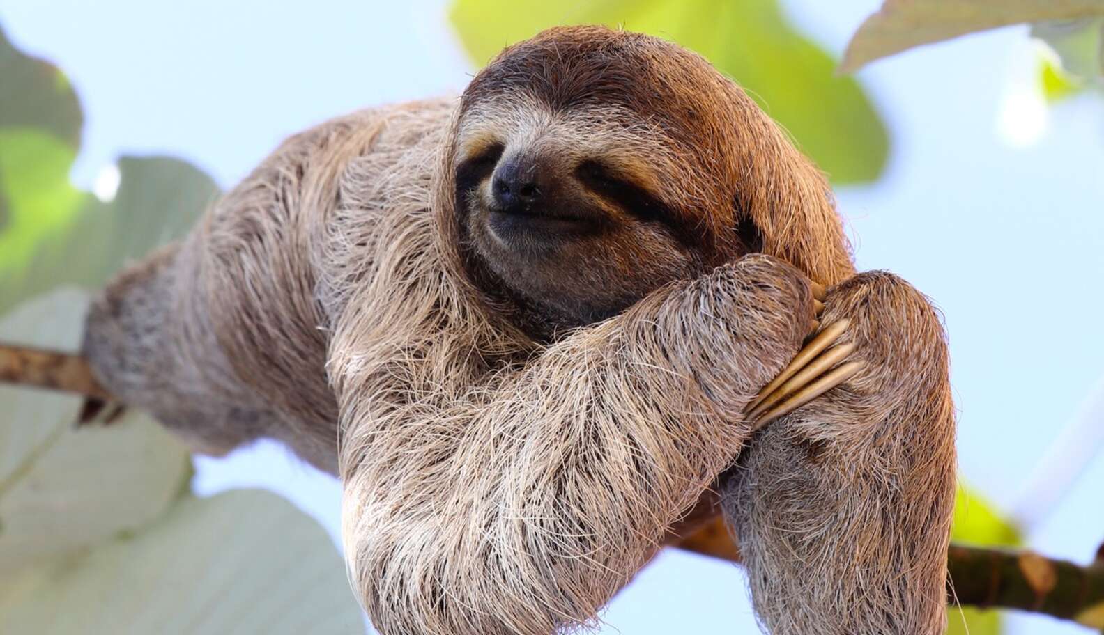 11 Sloths Who Are Totally You And Your Co-Workers - The Dodo