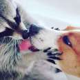 Rescued Raccoon Finds The Perfect New Family