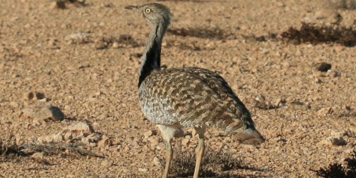 Afghan Police Shoot Rare Bird They Thought Had A Bomb - The Dodo