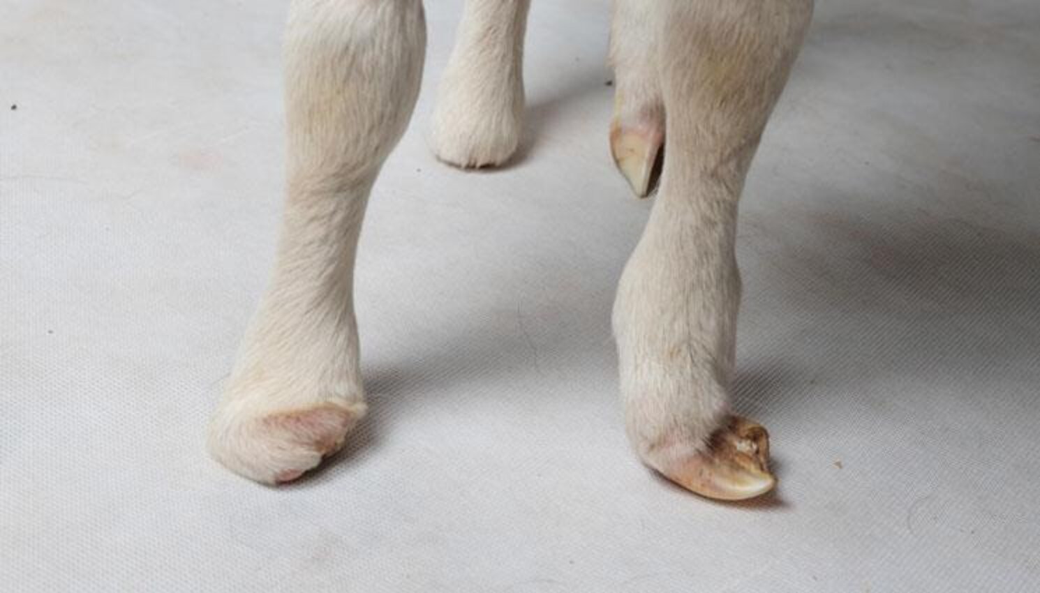 Gentle Sheep Born Without Feet Can Now Run Around With Her Friends