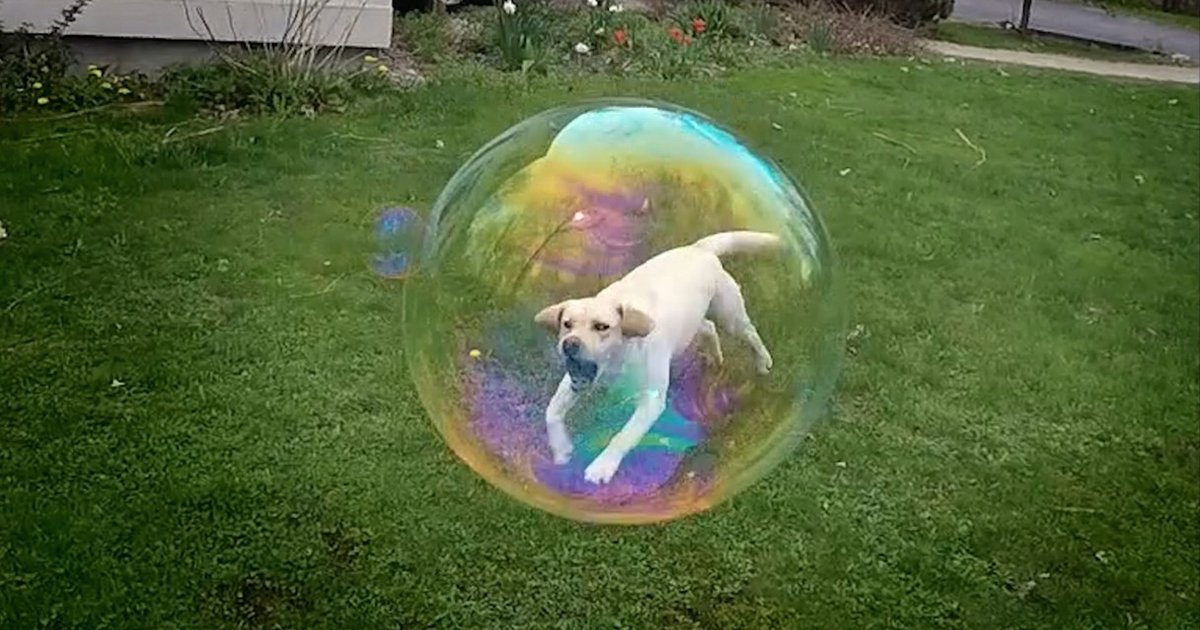 Dog Can't Even Believe She Just Discovered Bubbles The Dodo