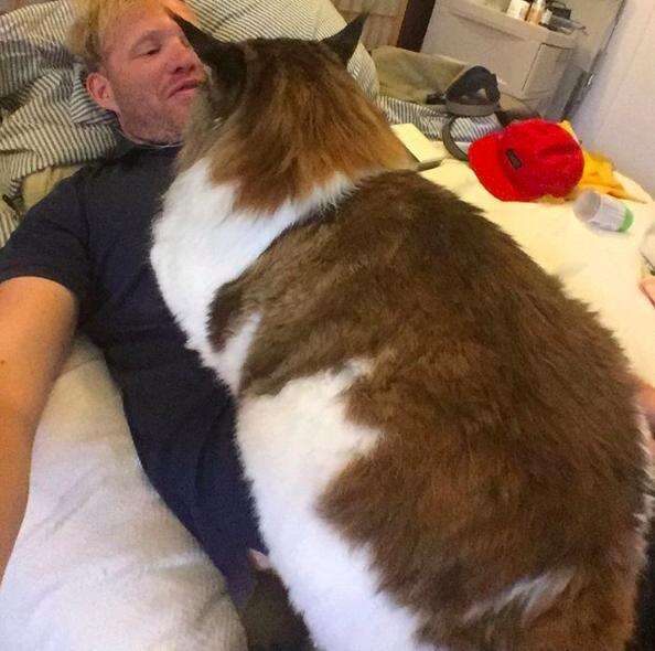 This Is The Largest Cat In New York City The Dodo