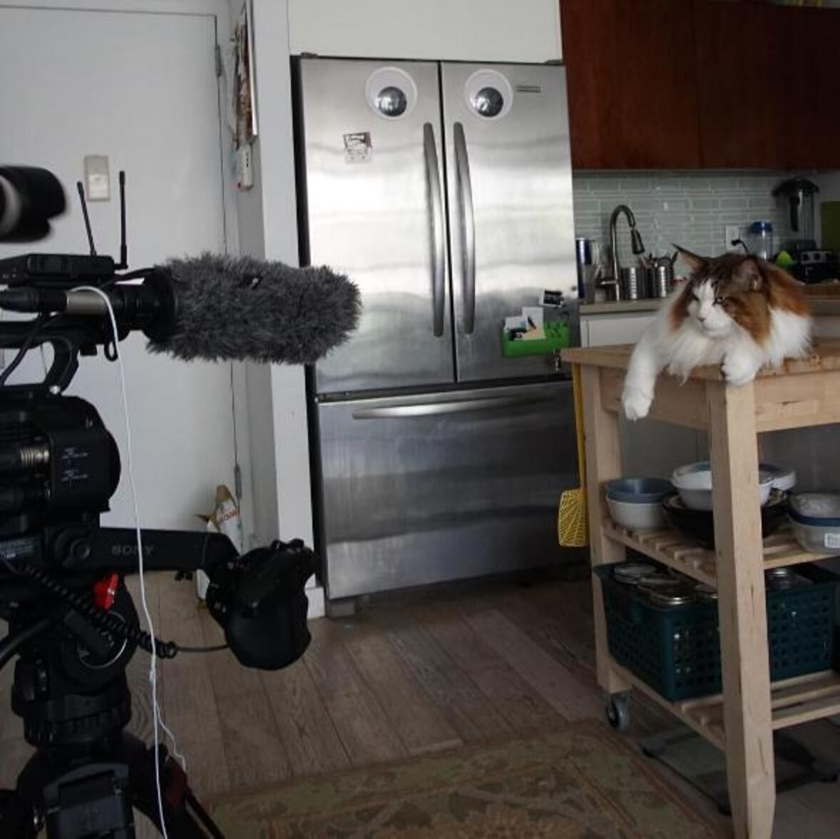 This Is The Largest Cat In New York City - The Dodo