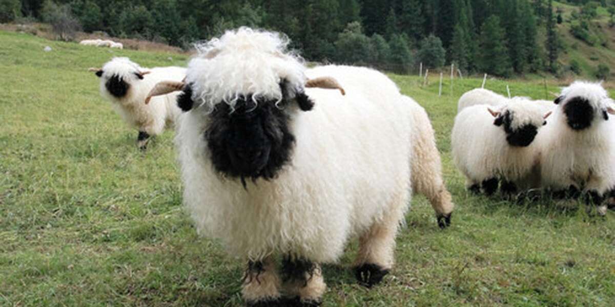 15 Sheep You Can't Believe Even Exist - The Dodo