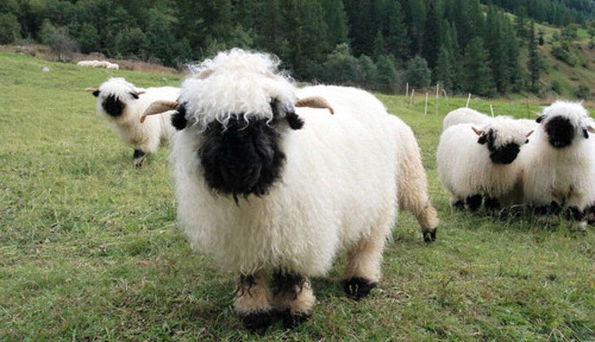 15 Sheep You Can't Believe Even Exist - The Dodo