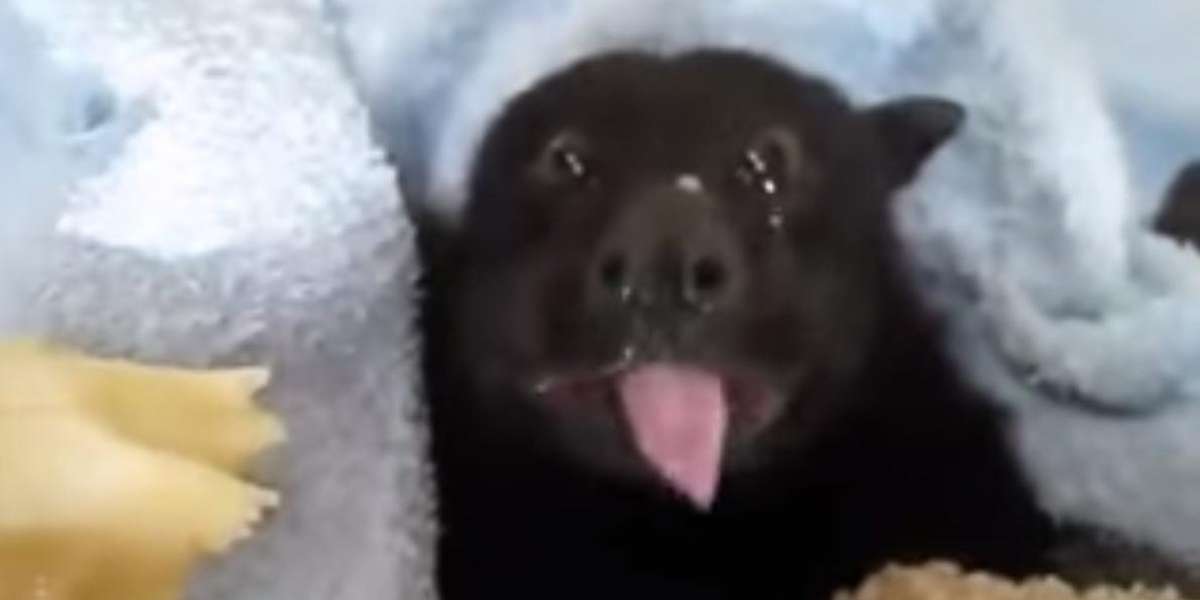 No One Has Ever Enjoyed Eating A Banana As Much As This Rescued Bat