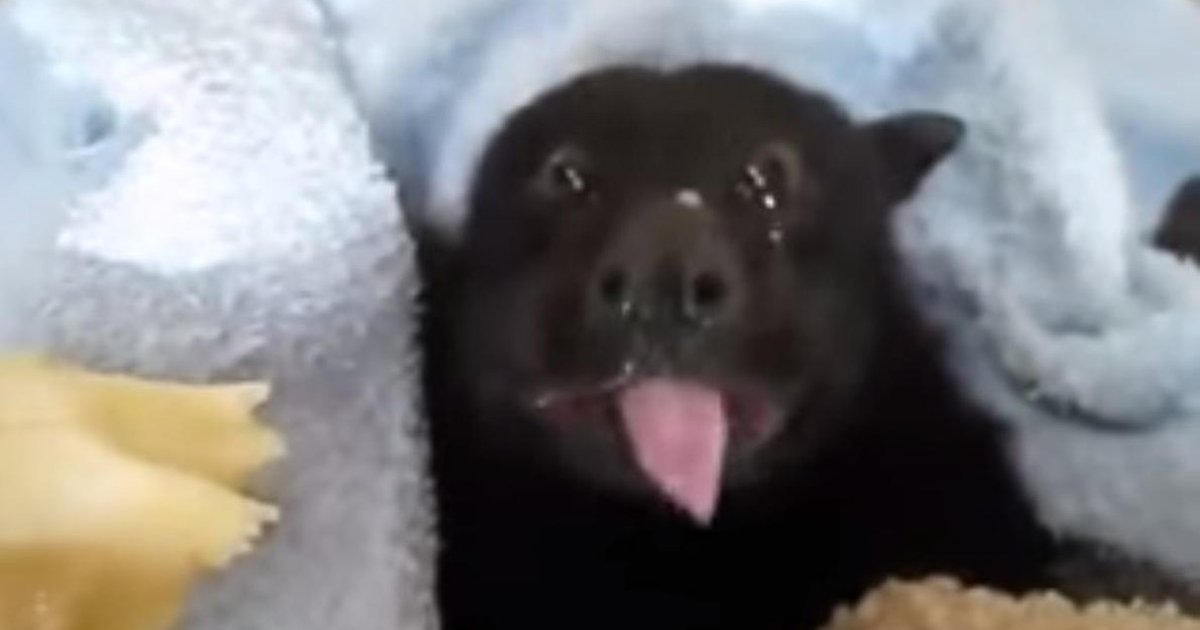 No One Has Ever Enjoyed Eating A Banana As Much As This Rescued Bat