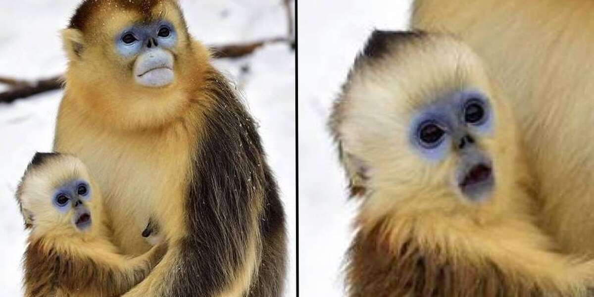 Baby Monkey Shocked At White Stuff Falling From Sky - The Dodo