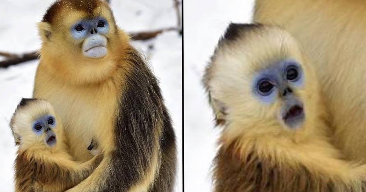 Baby Monkey Shocked At White Stuff Falling From Sky - The Dodo