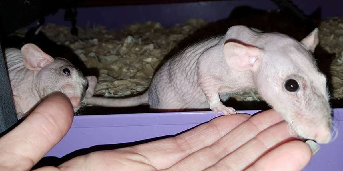 hairless rats dumped