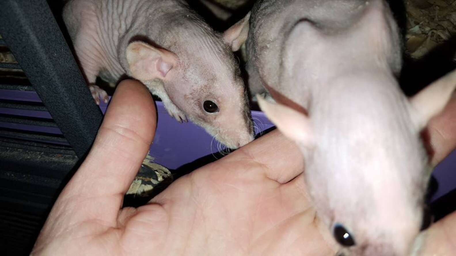2 Dumped Hairless Rats Picked Up By Indiana Cops Need A Home - The Dodo
