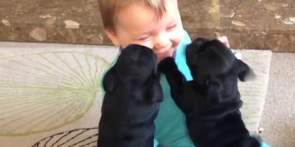 Pug Puppies CAN'T Stop Kissing Happy Baby - The Dodo