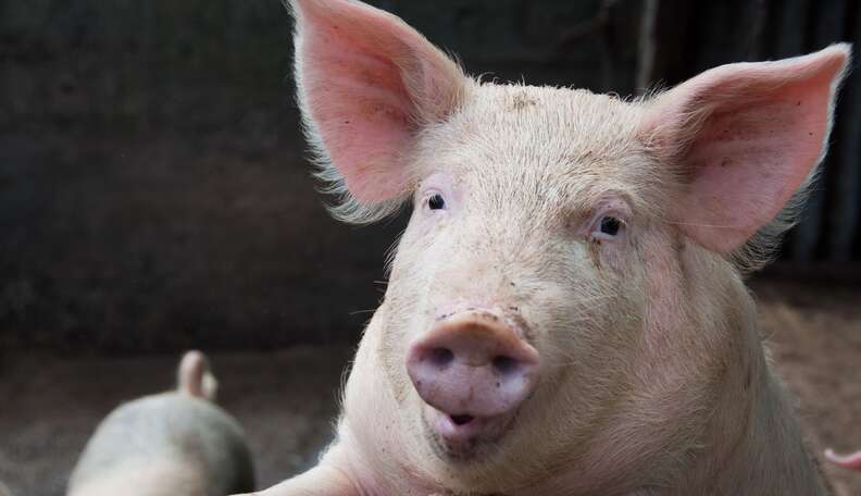 Pigs Tied To Table, Shot With Handguns In Appalling Experiment - The Dodo