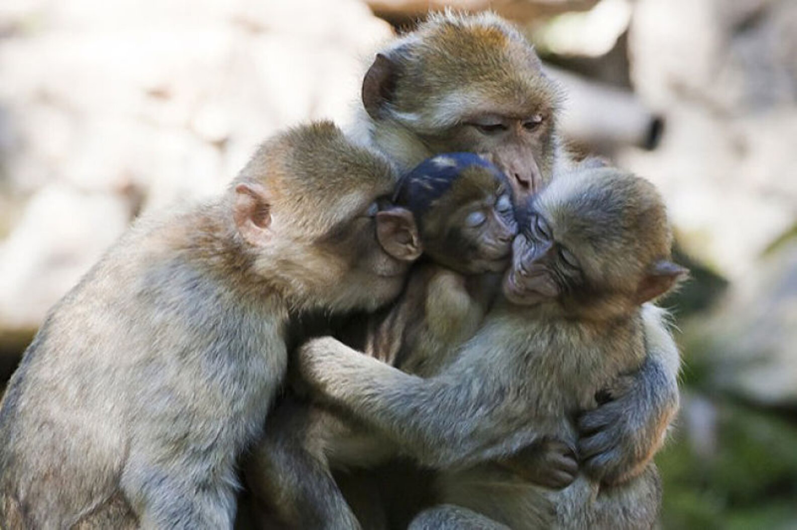 A Parenting Lesson from Animals - The Dodo