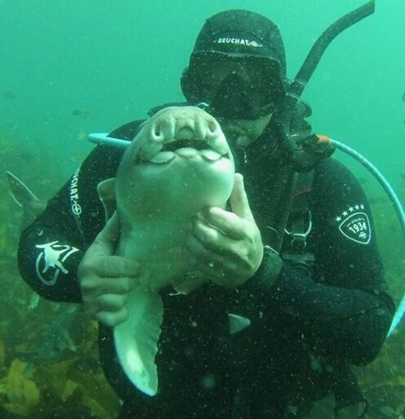 Shark Swims Up To Diver For a Cuddle Every Time She Sees Him - The Dodo