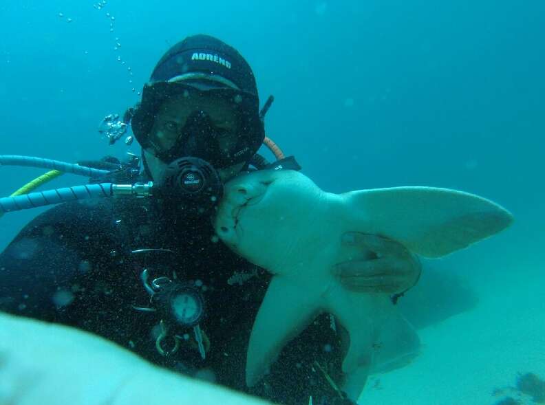 Shark Swims Up To Diver For a Cuddle Every Time She Sees Him - The Dodo