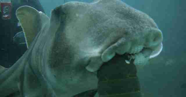 Shark Swims Up To Diver For a Cuddle Every Time She Sees Him - The Dodo