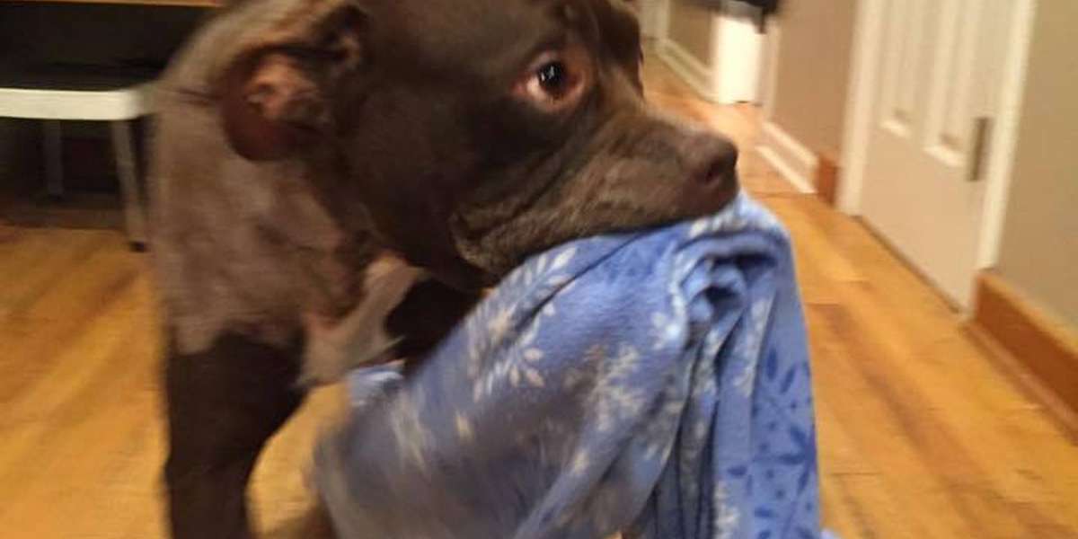 Dog Carried His Blanket Everywhere — Until He Was Abandoned Without It