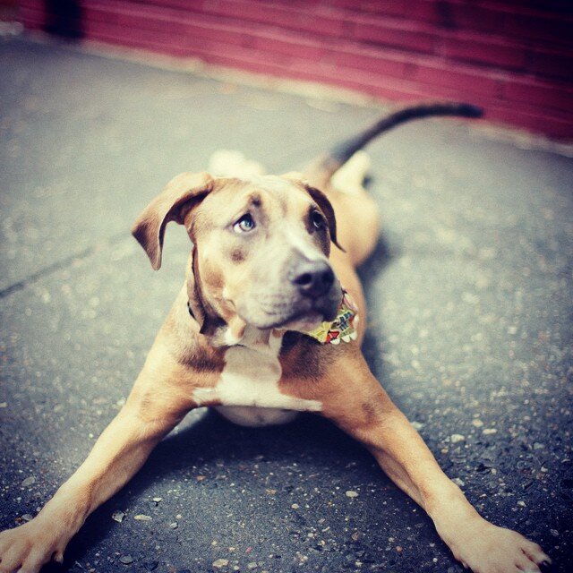 Happy #NationalDogDay from The Dodo! #dododogs @ryanstruck