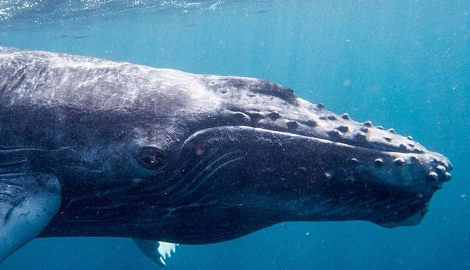 3 Million Whales Killed In Largest Cull In Human History - The Dodo