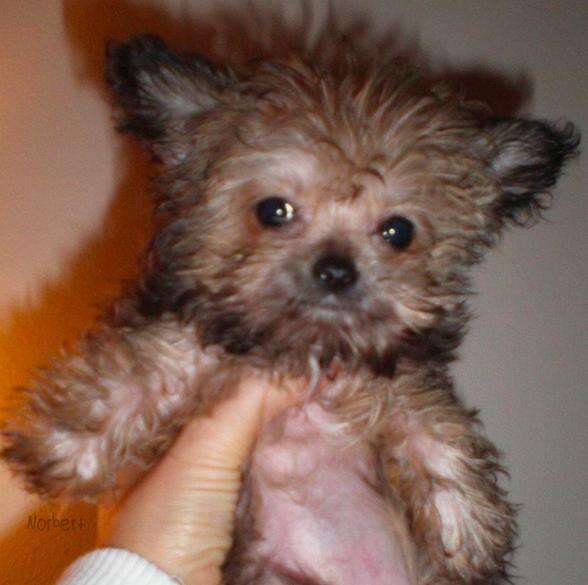 Small therapy deals dog