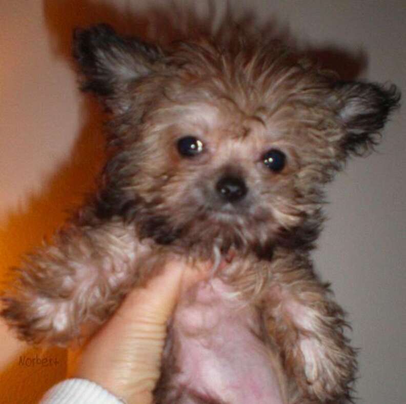 Norbert the dog sales shop