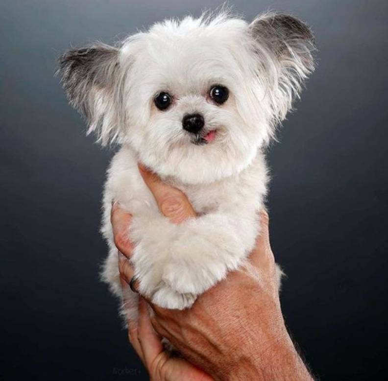 White dog tongue out