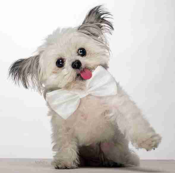 This Tiny Therapy Dog Is REAL And Loves Giving People High-Fives - The Dodo