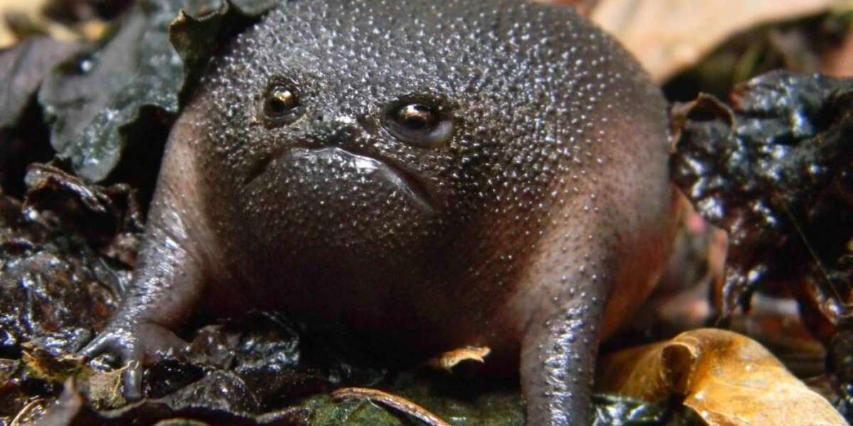 Meet The World's Grumpiest Frog - The Dodo