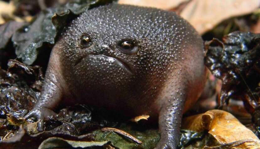 Black rain frog: The bizarre, grumpy-faced amphibian that's