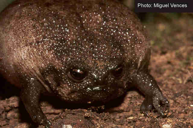 Meet The World S Grumpiest Frog The Dodo